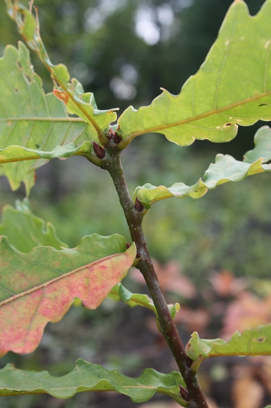 Image of Quercus mongolica specimen.