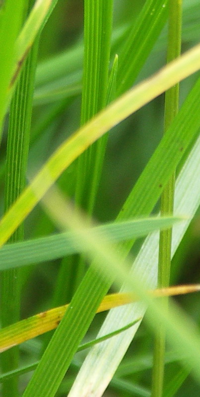 Image of Deschampsia cespitosa specimen.