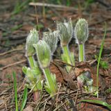 Pulsatilla patens