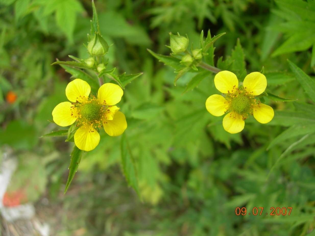 Изображение особи Geum aleppicum.