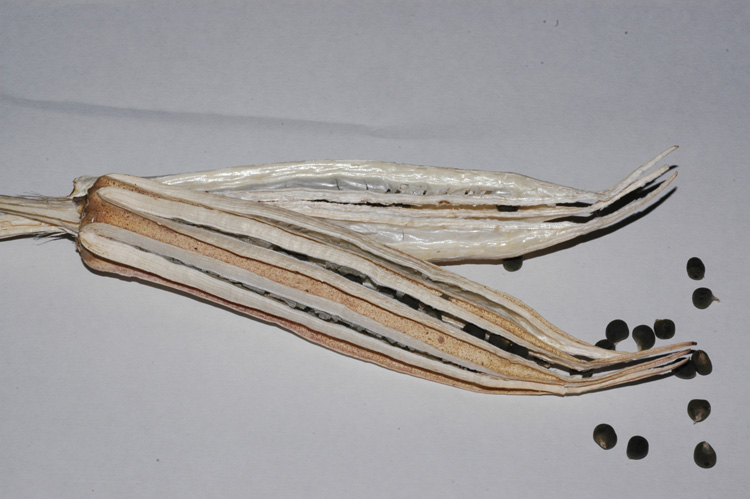 Image of Hibiscus esculentus specimen.