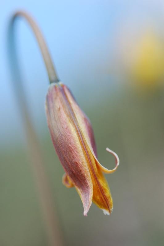 Изображение особи Tulipa scythica.