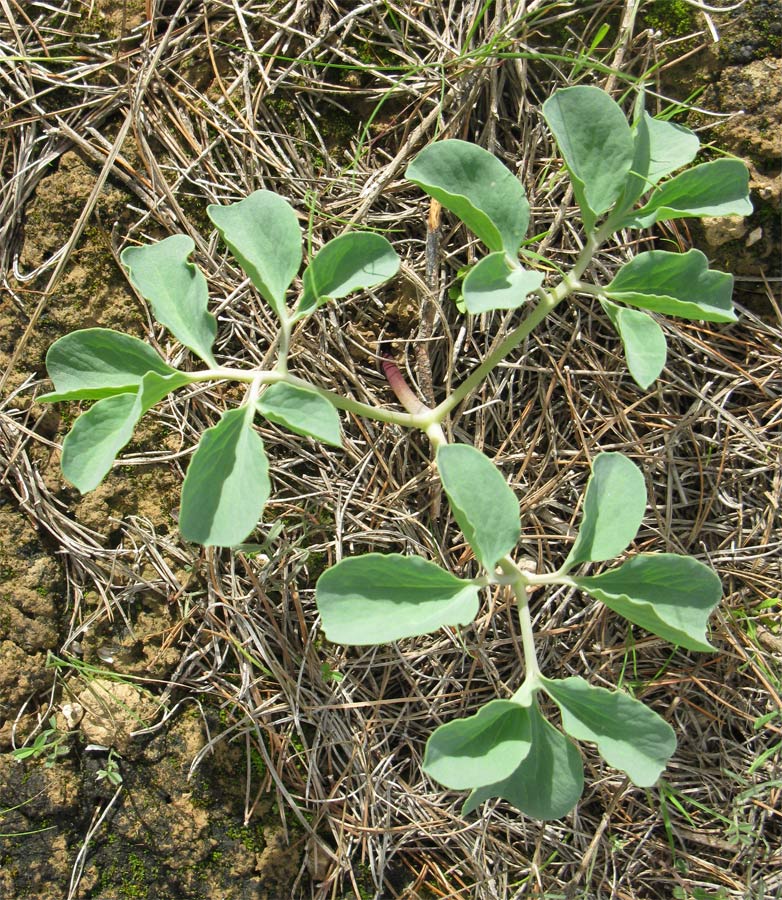 Image of Leontice leontopetalum specimen.