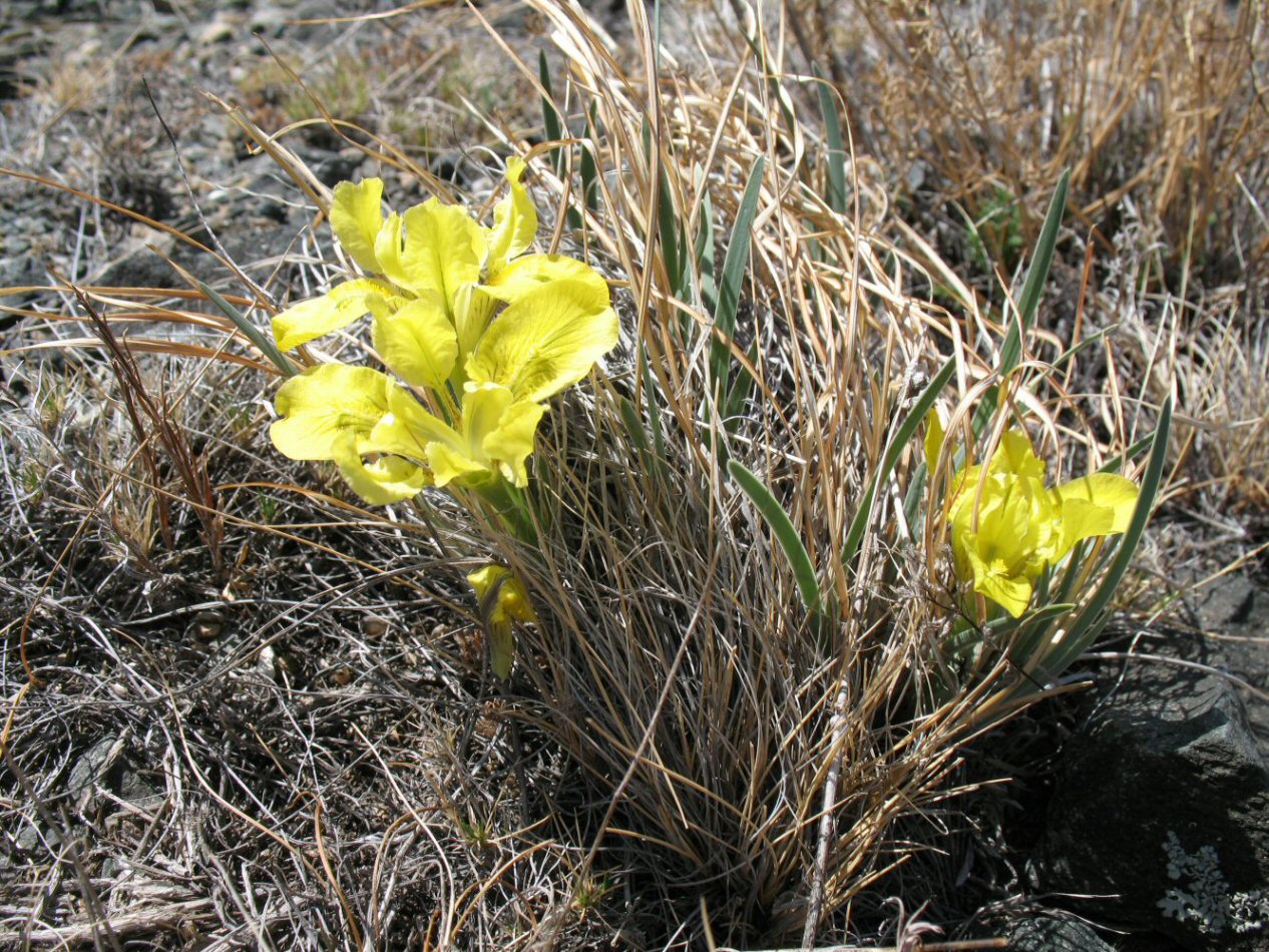 Изображение особи Iris potaninii.