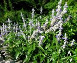 Смотреть изображение Salvia farinacea