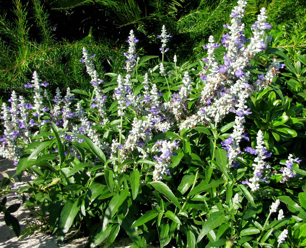 Image of Salvia farinacea specimen.