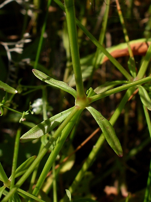 Image of Galium palustre specimen.