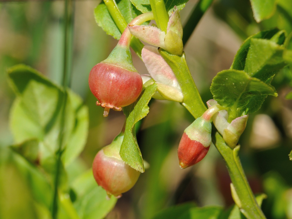 Изображение особи Vaccinium myrtillus.