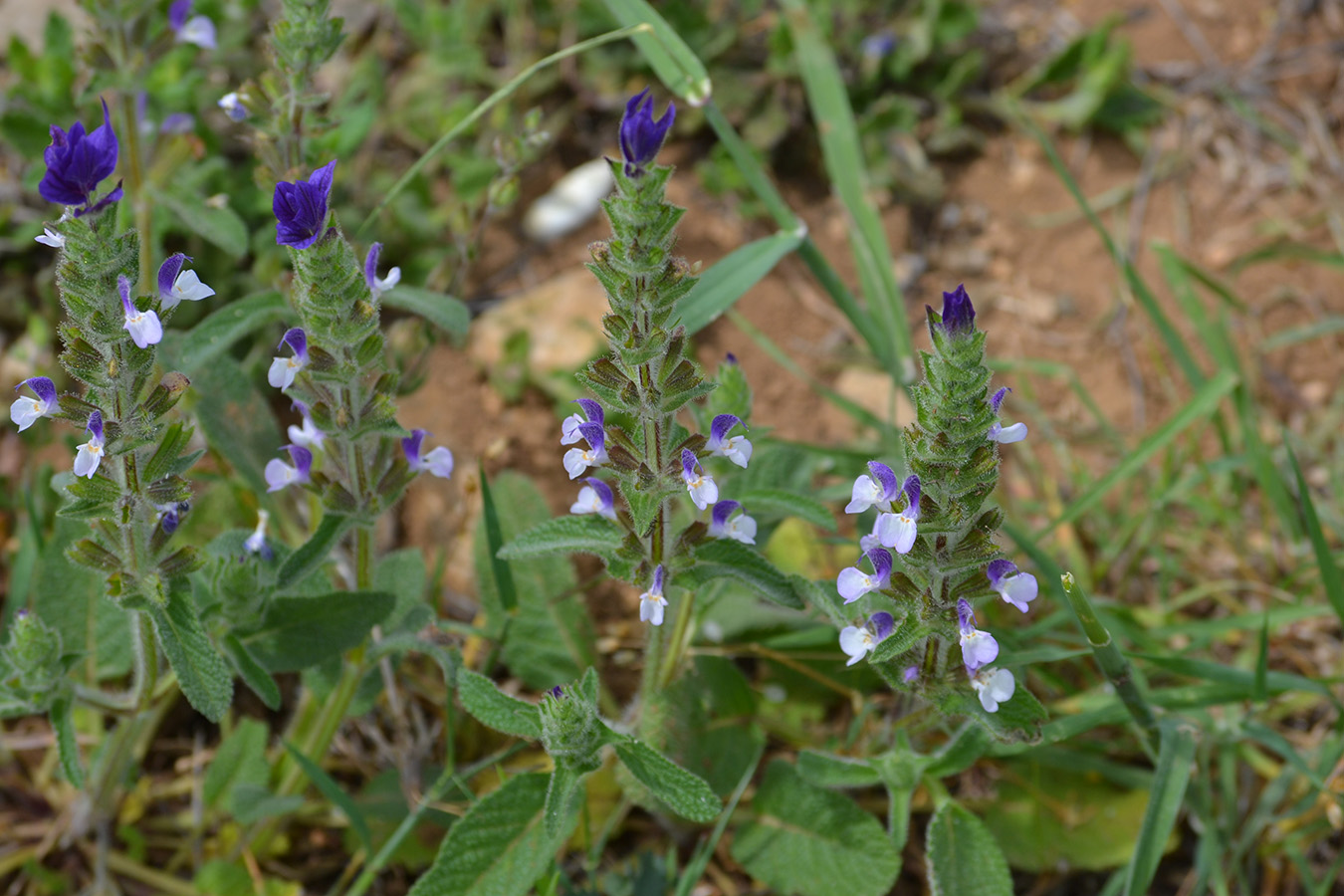 Image of Salvia viridis specimen.