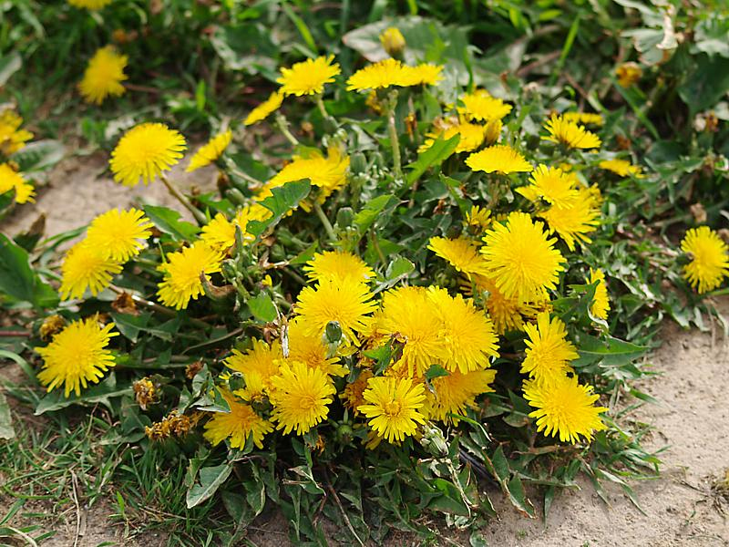 Image of Taraxacum officinale specimen.