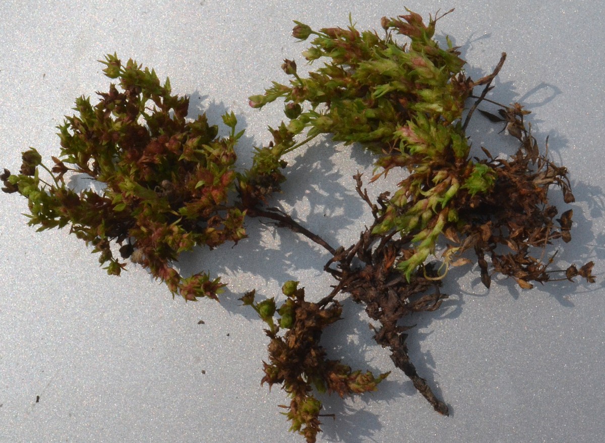 Image of Potentilla bifurca specimen.