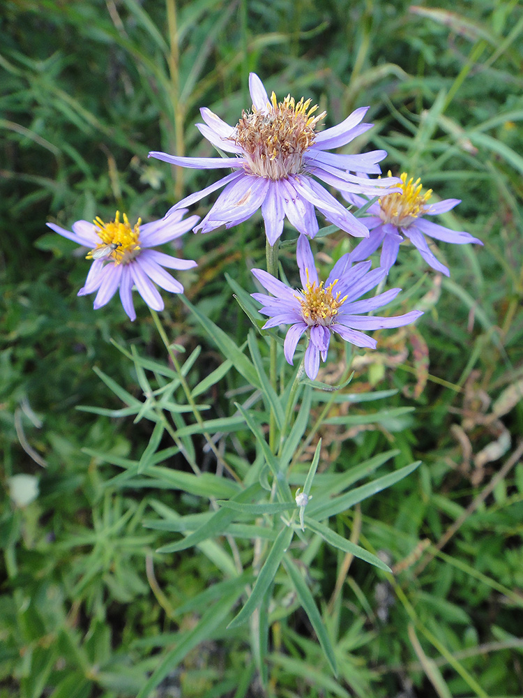 Image of Galatella dahurica specimen.