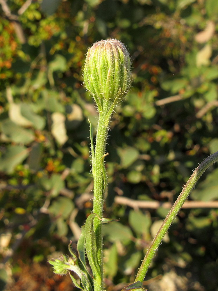 Изображение особи Crepis rhoeadifolia.