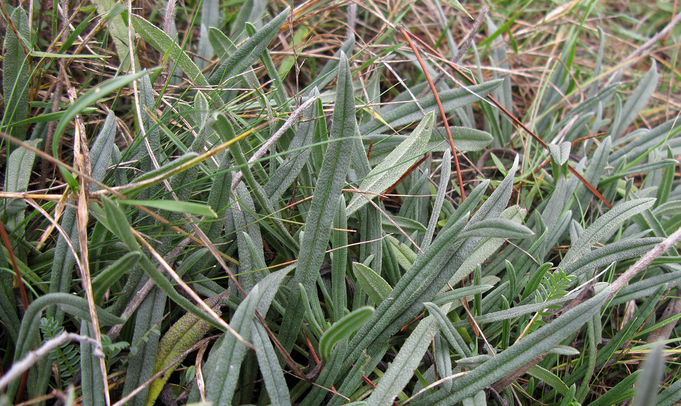 Image of Onosma taurica specimen.