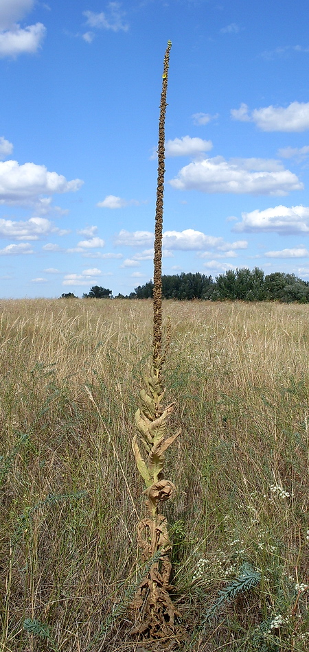 Image of Verbascum densiflorum specimen.