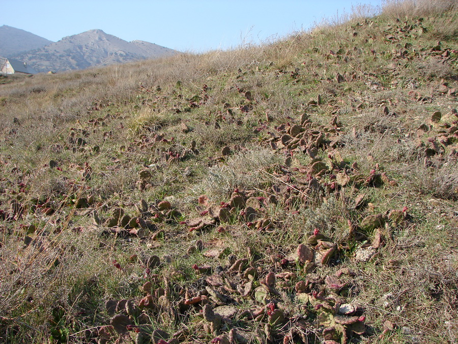 Image of Opuntia humifusa specimen.