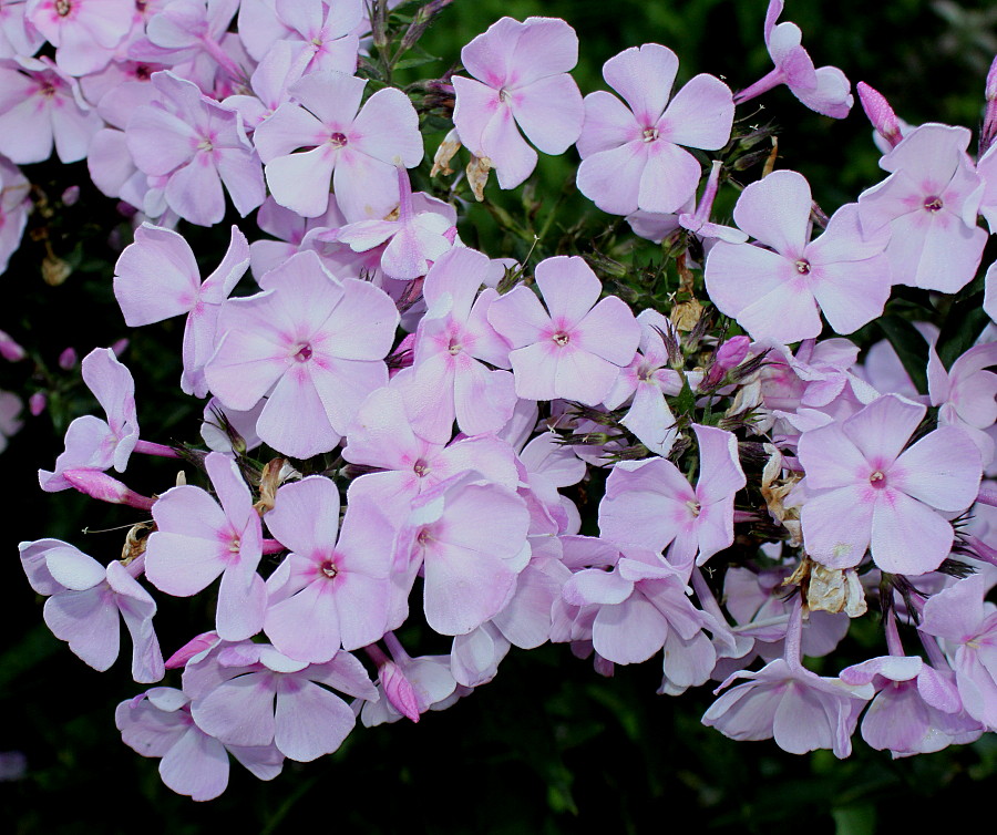 Image of Phlox paniculata specimen.