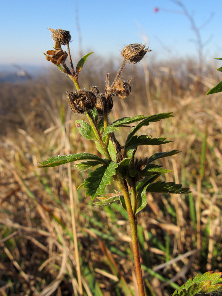 Image of Potentilla caucasica specimen.