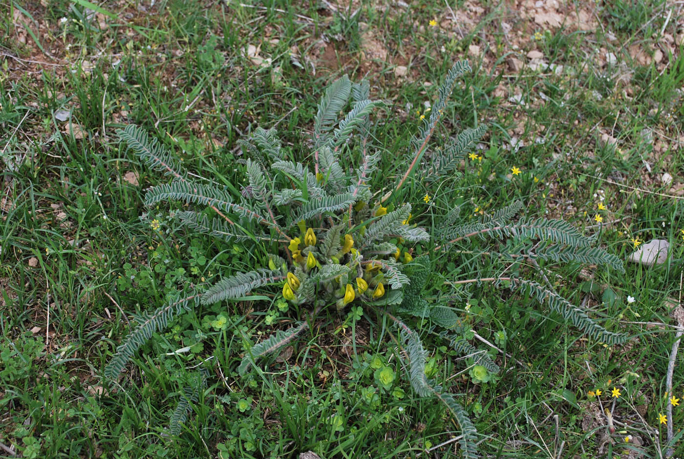 Изображение особи Astragalus atrovinosus.