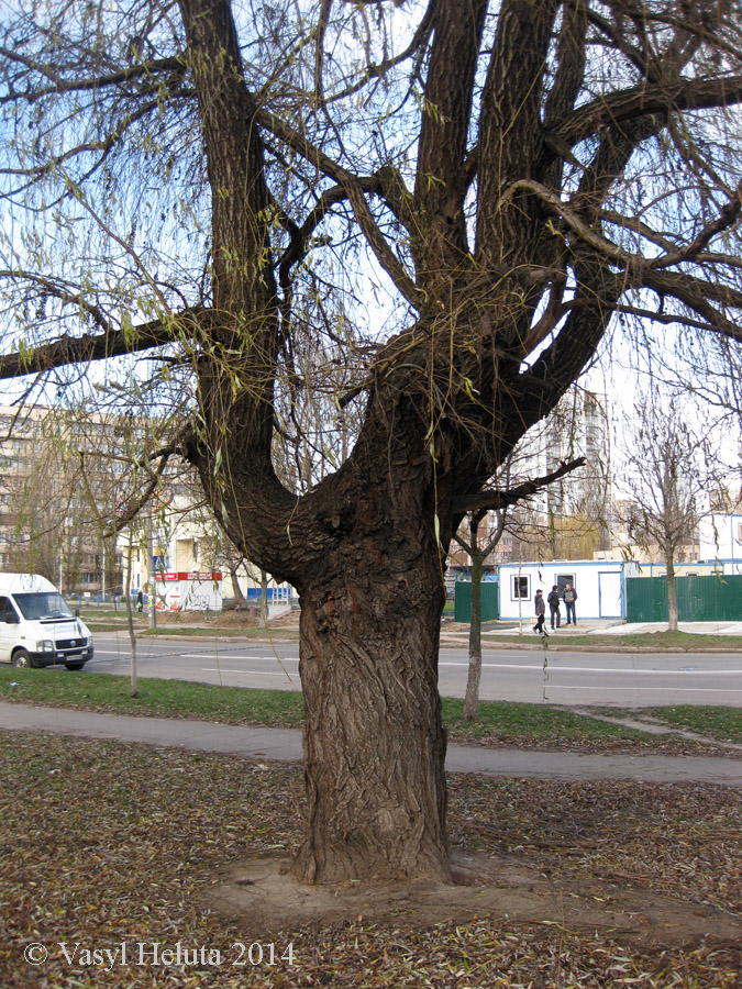 Image of Salix babylonica specimen.