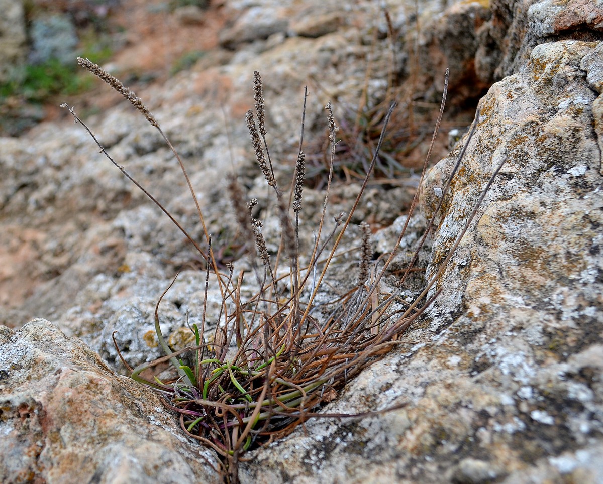 Image of Plantago salsa specimen.