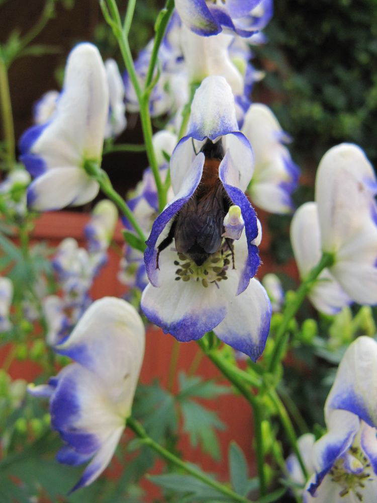 Image of Aconitum &times; stoerkianum specimen.