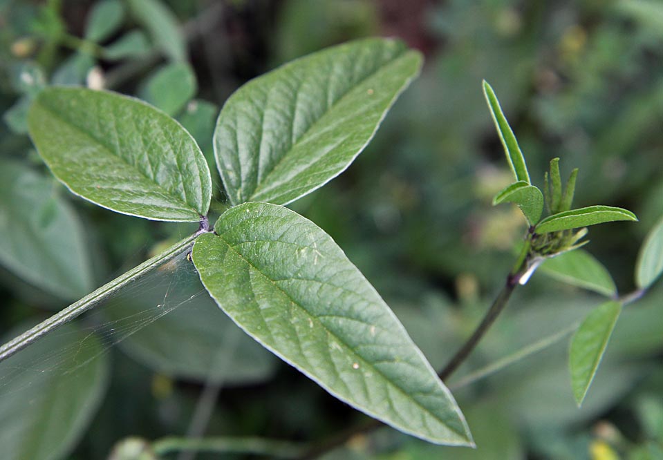 Изображение особи Psoralea bituminosa.