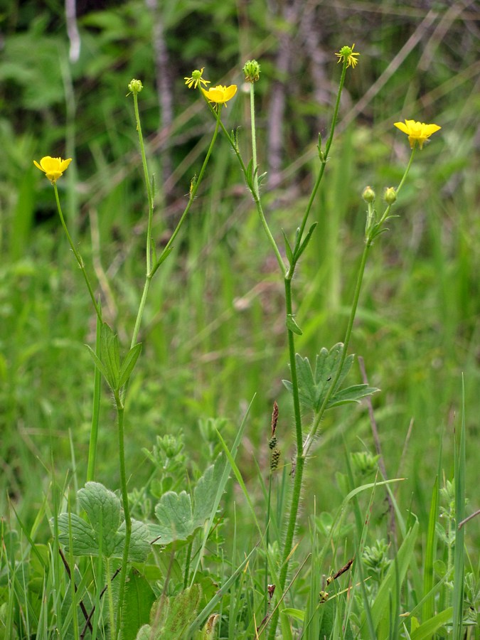 Image of Ranunculus neapolitanus specimen.