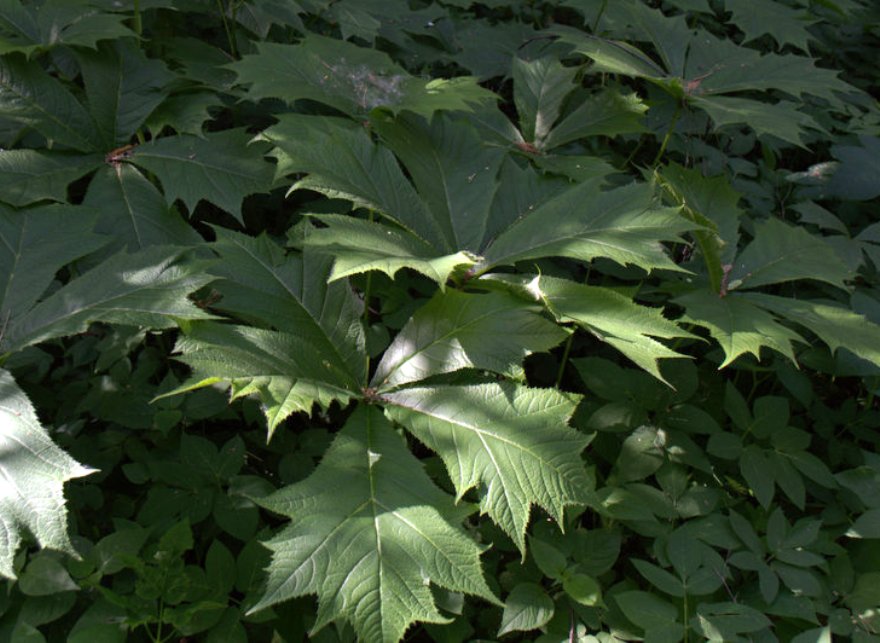 Image of Rodgersia podophylla specimen.