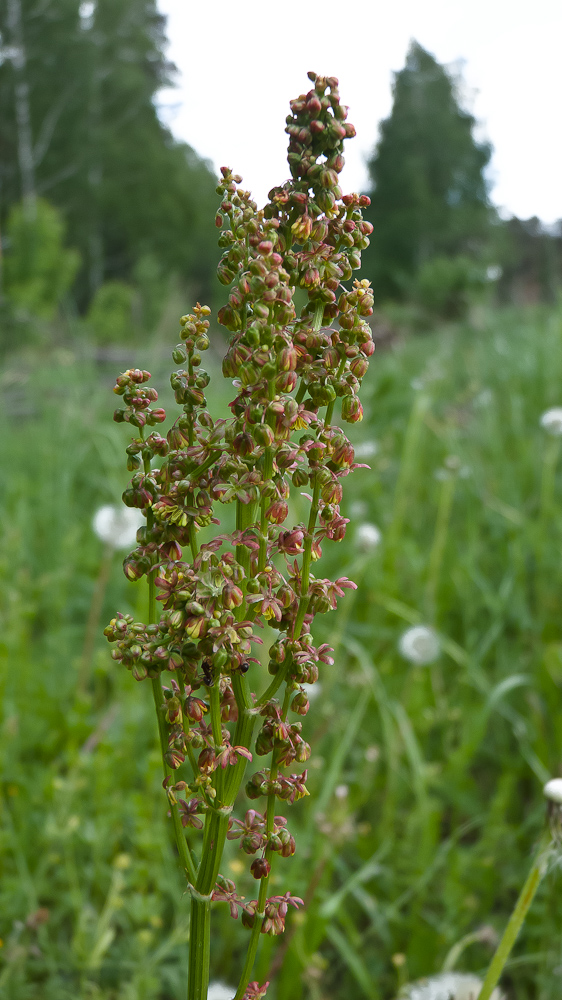 Изображение особи Rumex acetosa.