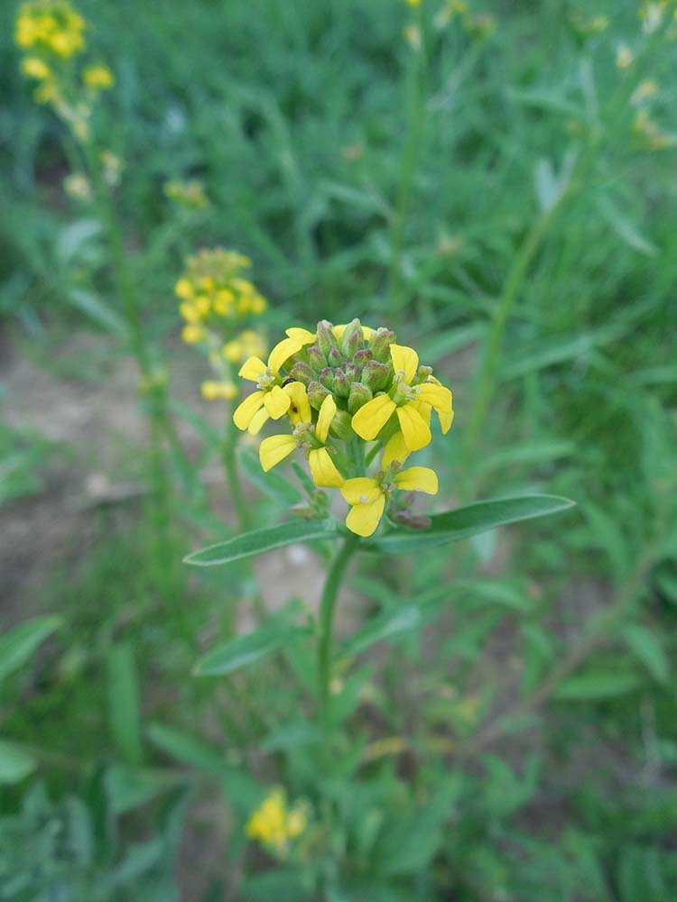 Image of Erysimum hieraciifolium specimen.