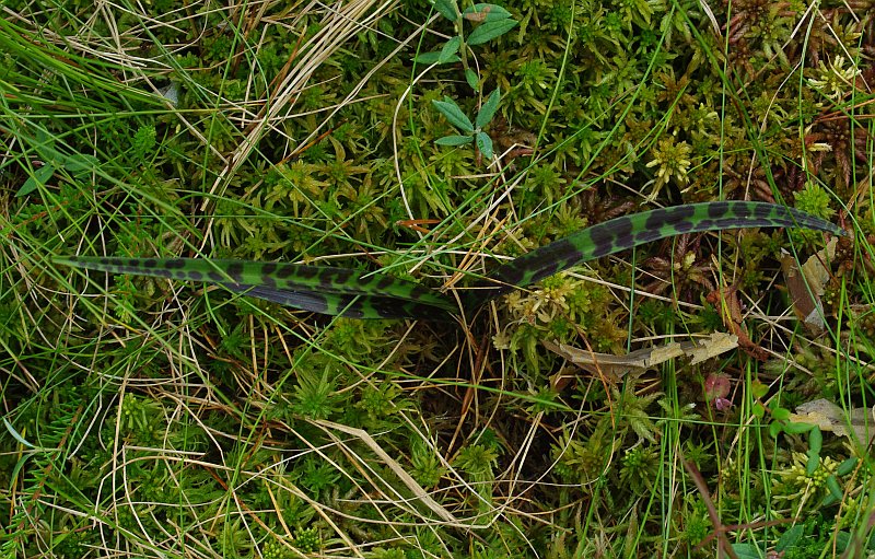 Image of Dactylorhiza maculata specimen.