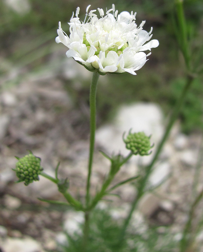 Image of Scabiosa bipinnata specimen.