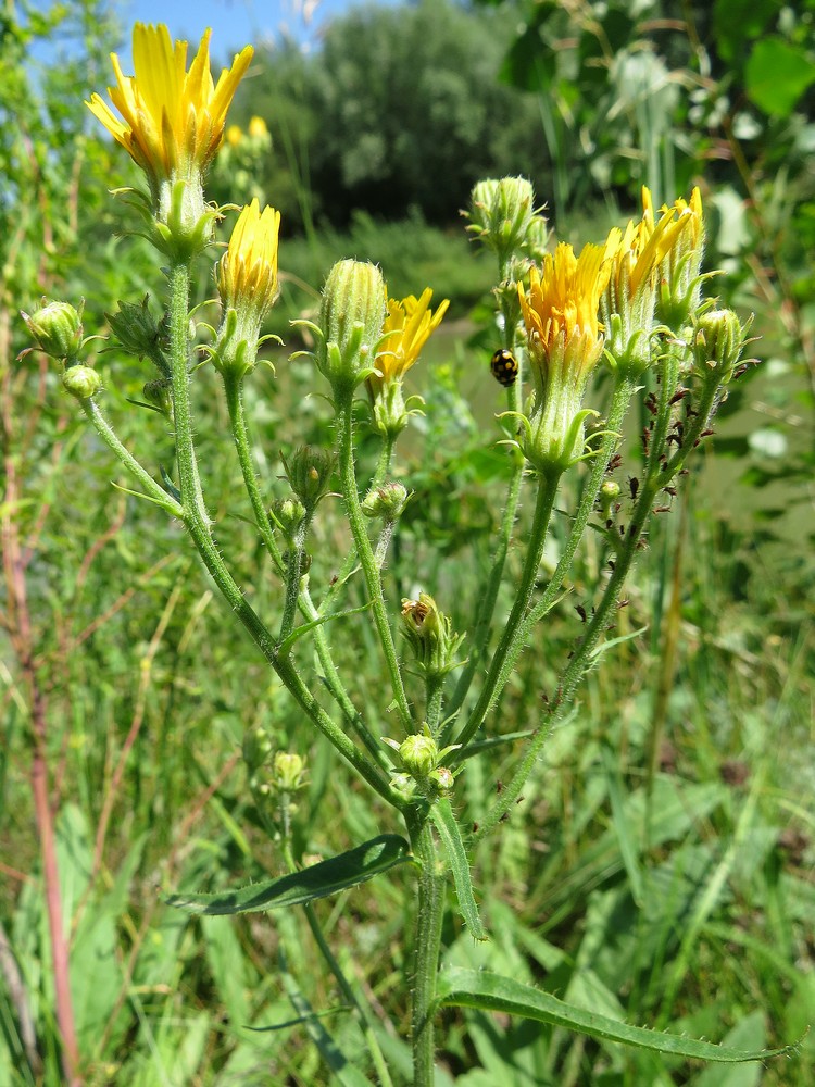 Image of Picris hieracioides specimen.