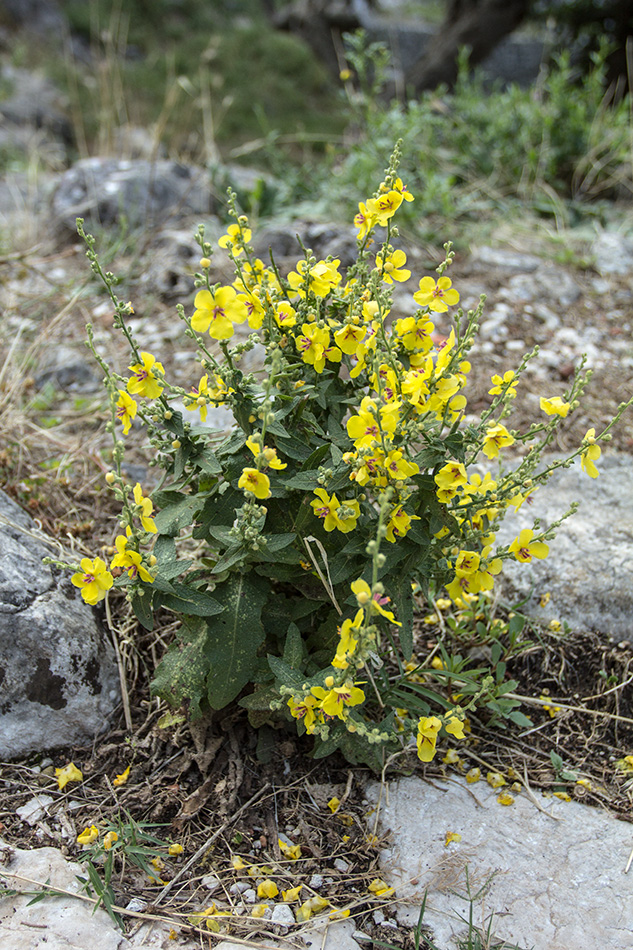 Image of genus Verbascum specimen.