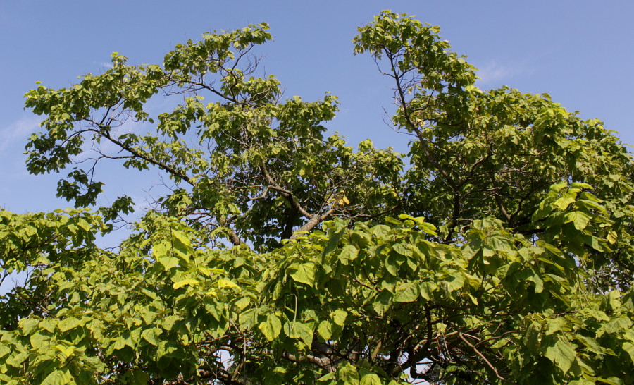 Image of Catalpa bignonioides specimen.