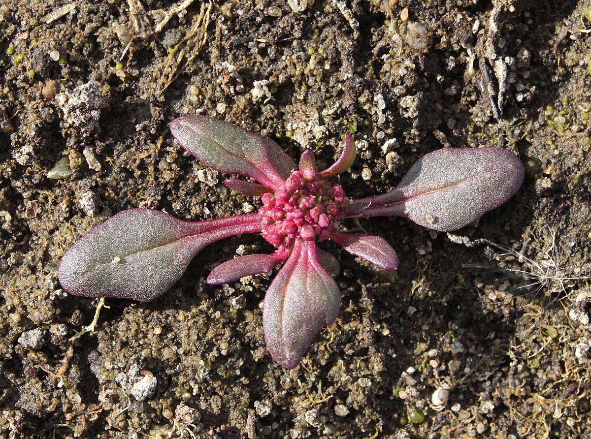 Image of Oxybasis rubra specimen.