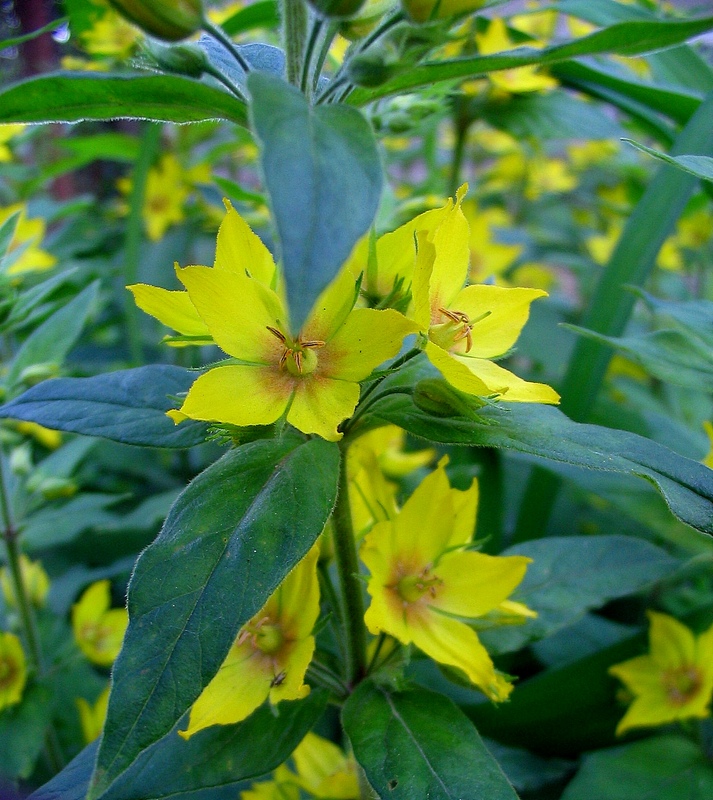 Image of Lysimachia punctata specimen.