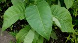 Nicotiana tabacum. Листья. Германия, г. Крефельд, Ботанический сад. 06.09.2014.