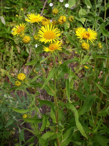 Изображение особи Inula britannica.