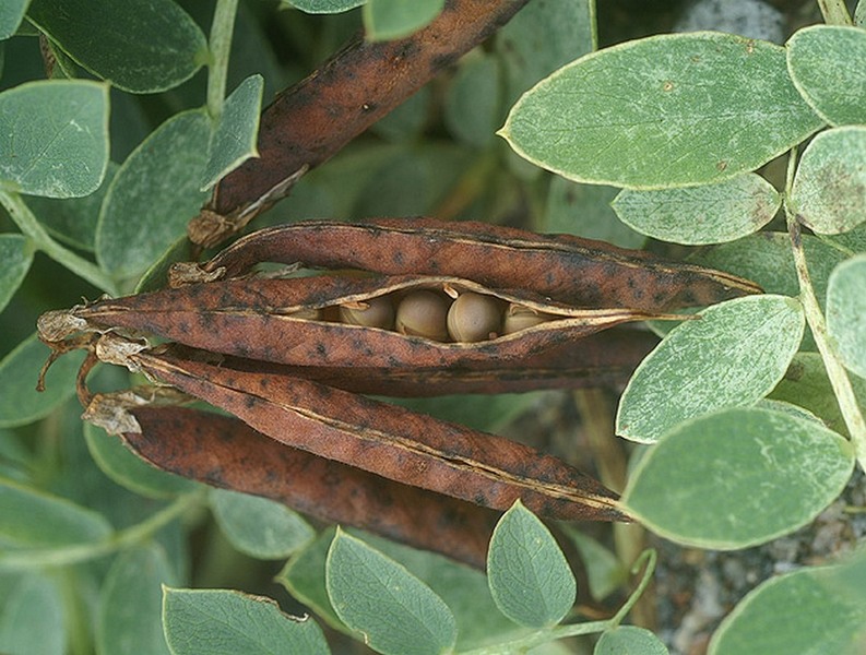 Image of Lathyrus japonicus specimen.