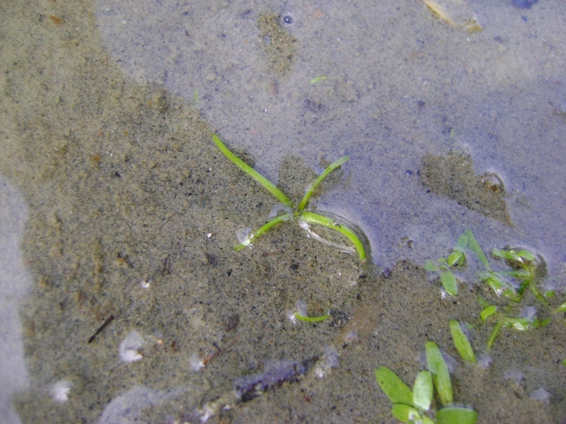 Image of Limosella aquatica specimen.