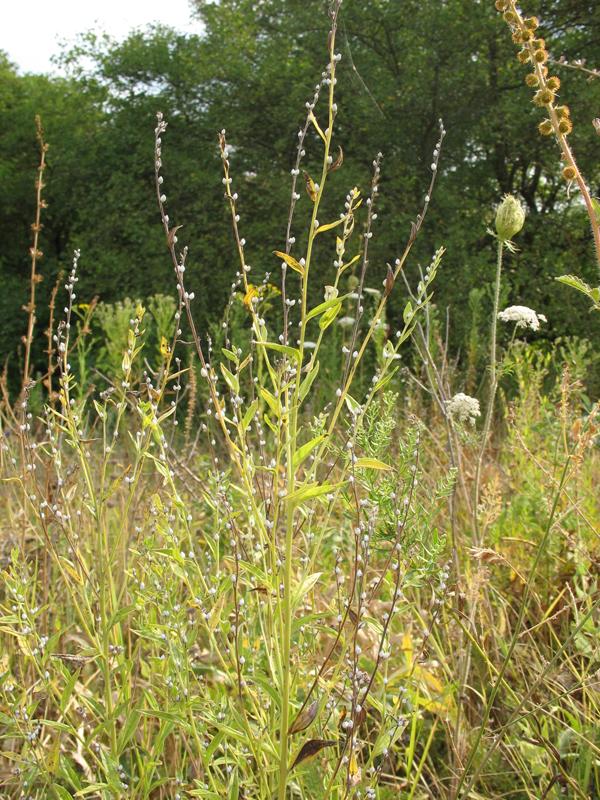 Image of Lithospermum officinale specimen.