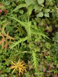 Cirsium heterophyllum. Основание стебля растения с сильно рассечёнными листьями. Мурманск, берёзовое мелколесье. Конец августа 2008 г.