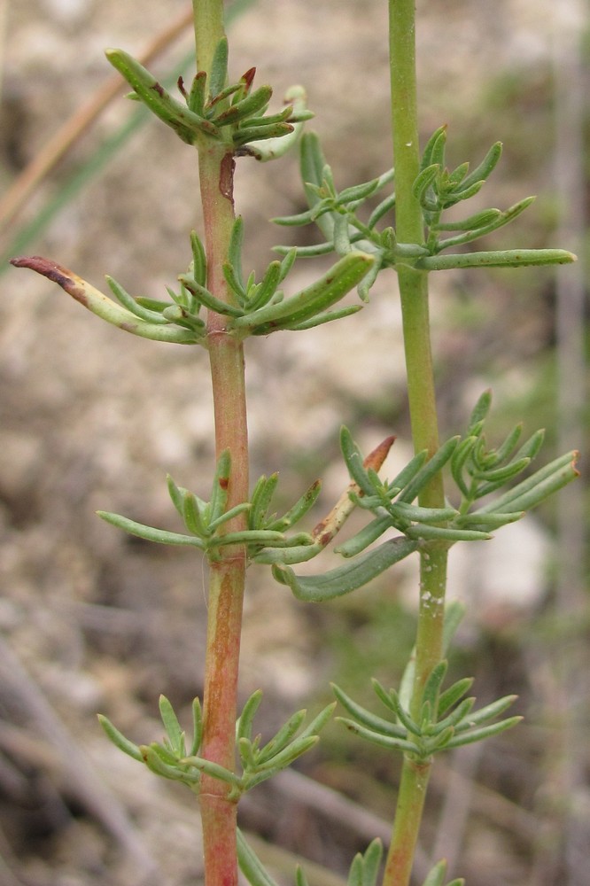 Изображение особи Hypericum elongatum.