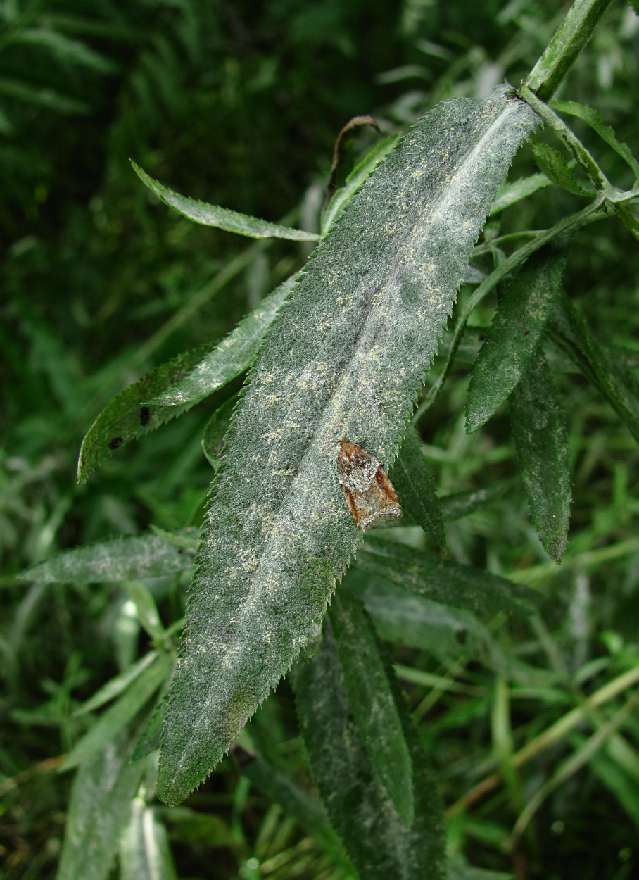 Image of Achillea cartilaginea specimen.