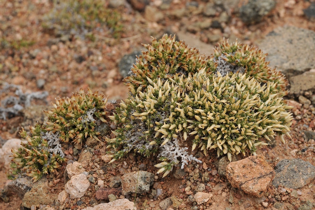 Image of Nanophyton iliense specimen.