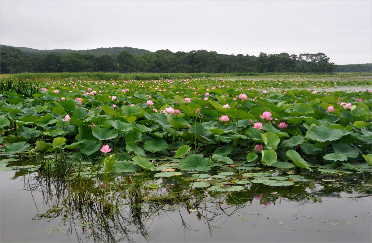 Image of Nelumbo komarovii specimen.