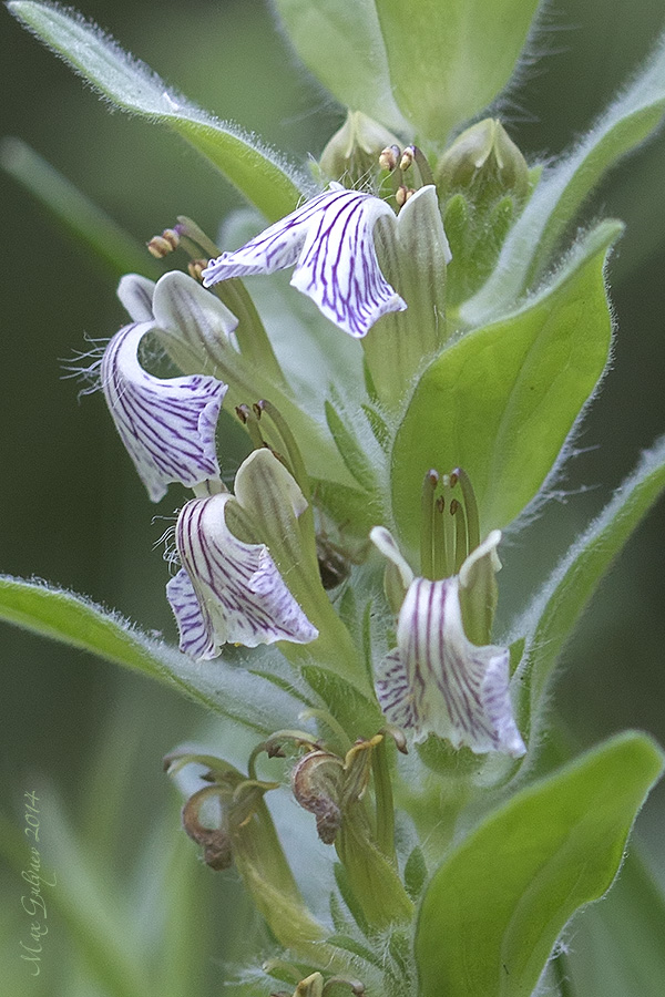 Image of Ajuga laxmannii specimen.