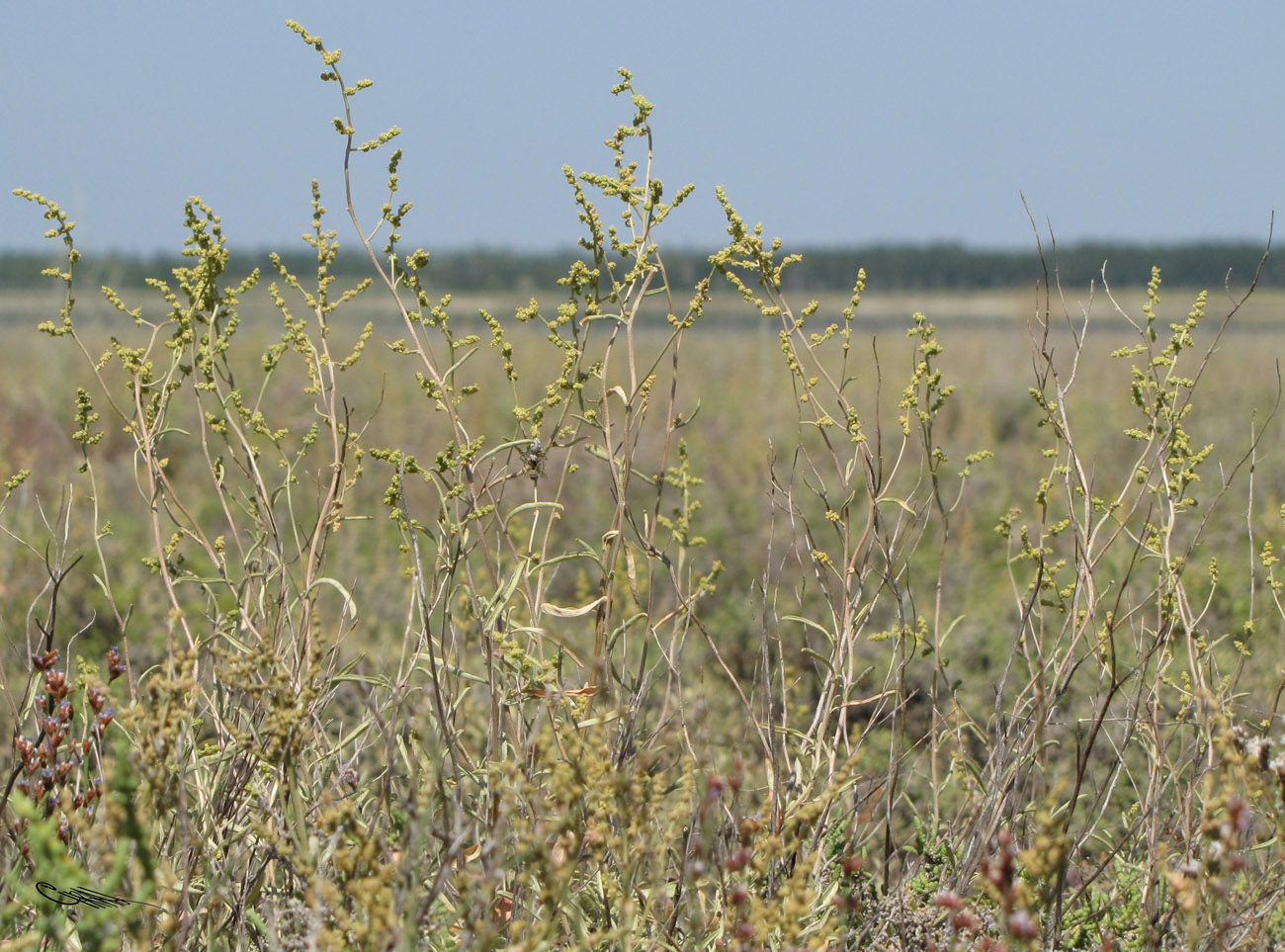 Image of Atriplex cana specimen.